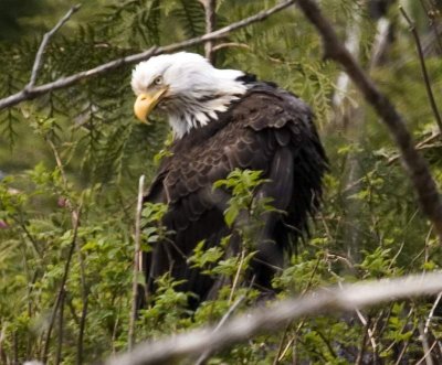 Big Eagle