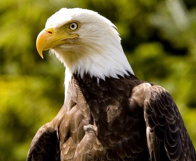 Eagle
