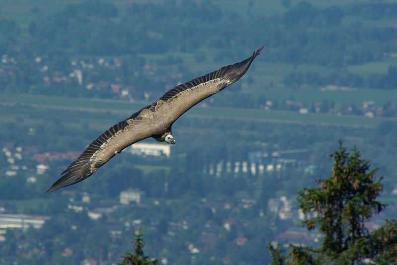 Gyps fulvus