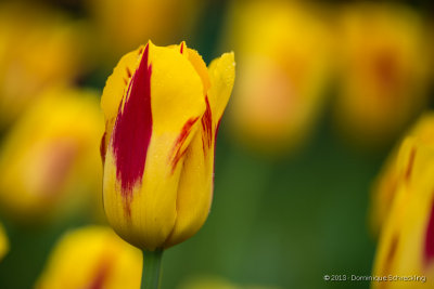 Ftes de la Tulipe 2013