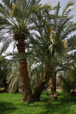 Dakhla Oasis