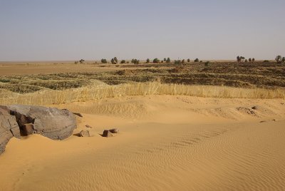 Melon culture in the desert