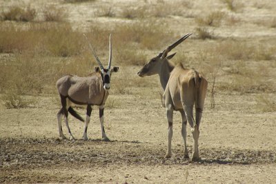 Oryx and Eland