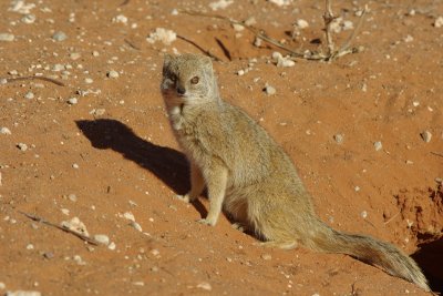 Yellow mongoose