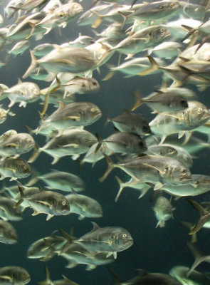 Georgia Aquarium