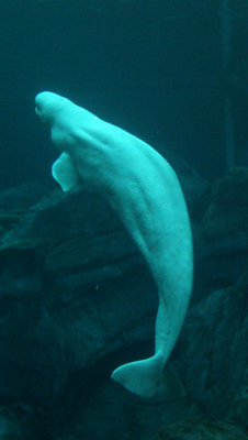 Georgia Aquarium - Beluga Whale