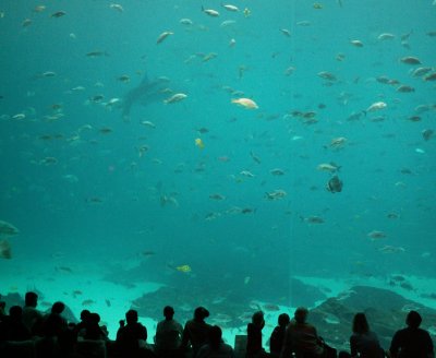 Georgia Aquarium