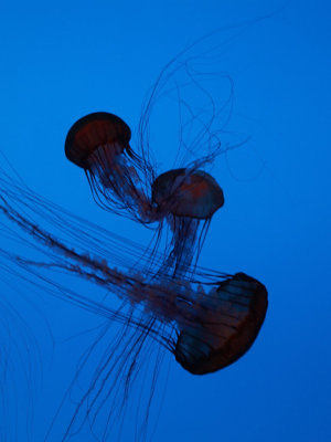 Georgia Aquarium - sea nettles