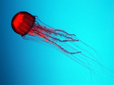 Georgia Aquarium