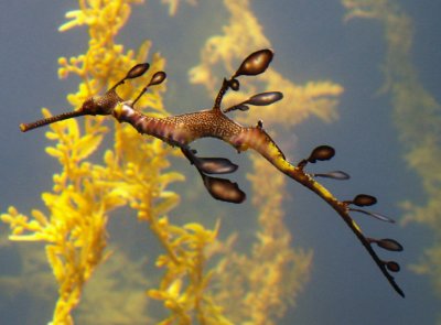 Weedy Sea Dragons