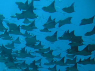 rays