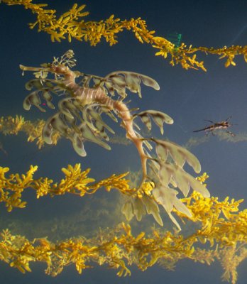 Leafy Sea Dragons