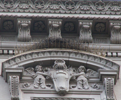 Pale Male Nest
