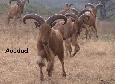 Wildlife and Other Creatures