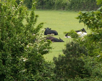 May 14 -- The cows from our bedroom window