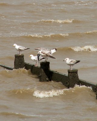 May 11- The sea at Whitstable
