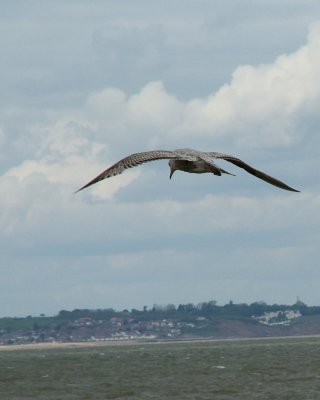 May 11 - Whitstable