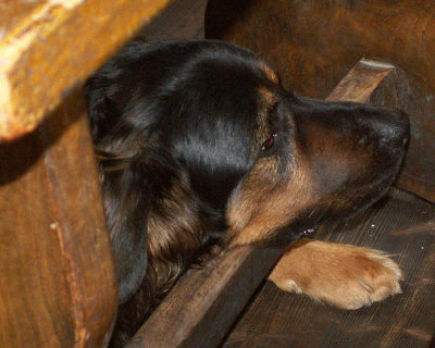 May 11 -- A Whitstable pub dog.
