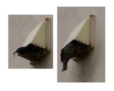 May 14 -- Birds nesting in our kitchen vent