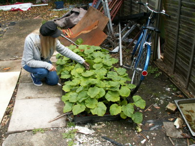 I'm picking out my prize-winning pumpkin plant