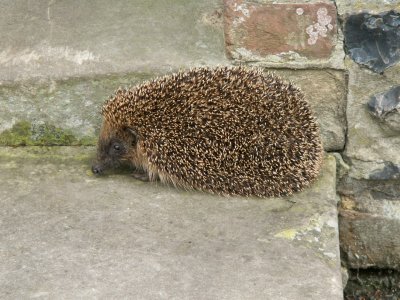 A hedgehog in Worth