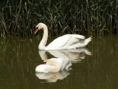 Swans on River Stour