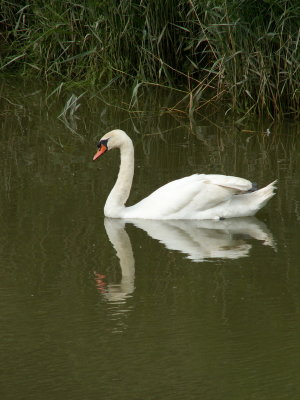 Swan on River Stour