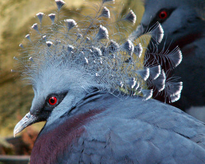 Crowned pigeon - Rare Species Conservation Center outside Sandwich