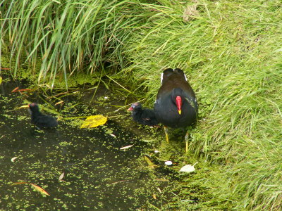 Moorehen and baby