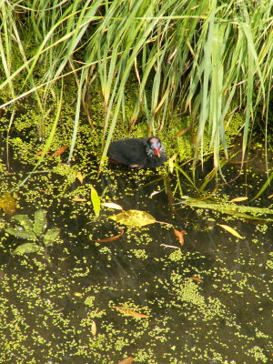 Moorehen and baby