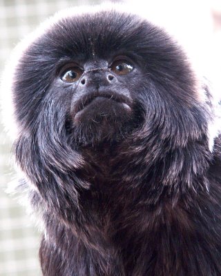 Goeldi's monkey - Sandwich Rare Species Conservation Centre, where we volunteer