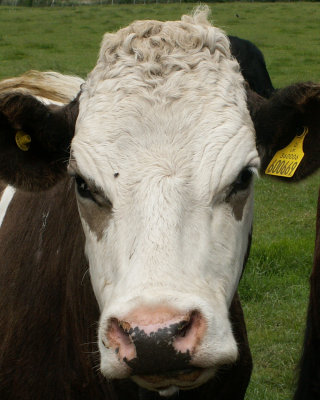 cow, same field