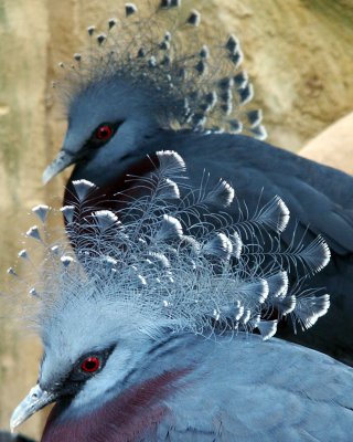 Victoria crowned pigeon, 2007