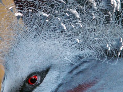 Victoria crowned pigeon 2007