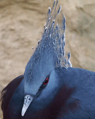 Victoria crowned pigeon, 2007