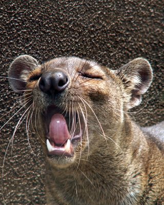 fossa, 2007