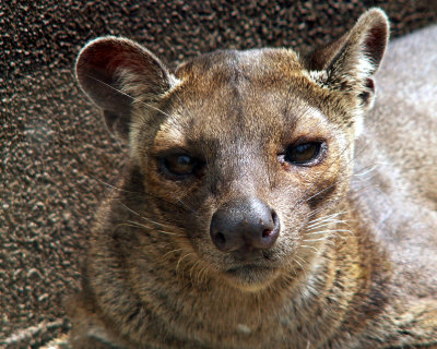 fossa, 2007