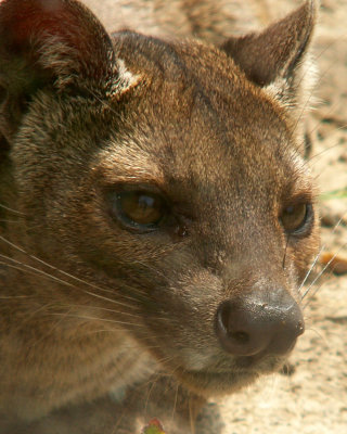 fossa, 2007