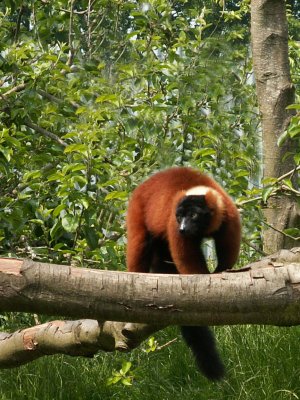 red ruffed lemur, 2007