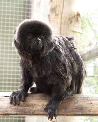 Goeldi's Monkey, 2007