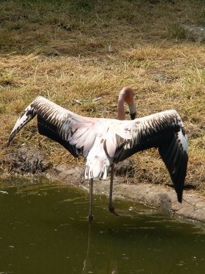 Cuban Flamingo, 2007