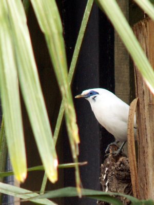 Bali Starling , 2007(from Indonesian Island of Bali)
