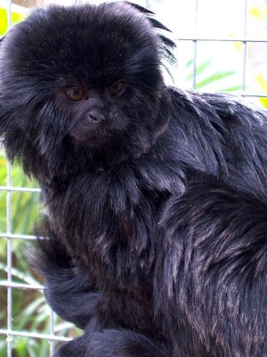 Goeldi's Monkey, 2007