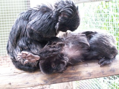 Goeldi's Monkey, 2007