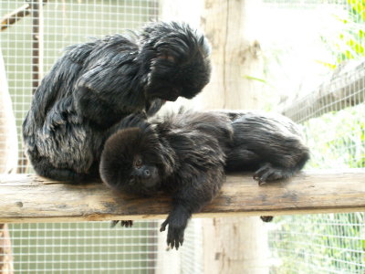 The Goeldi's hard at work grooming, 2007