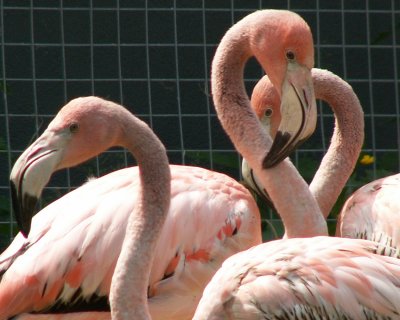 Cuban Flamingo, 2007