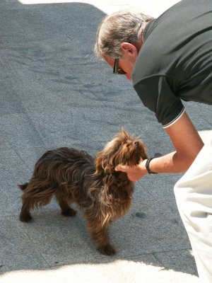 a dog in the port