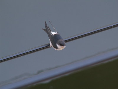 birds on bridge