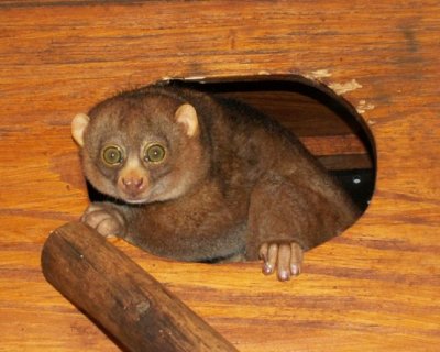 Potto 2007