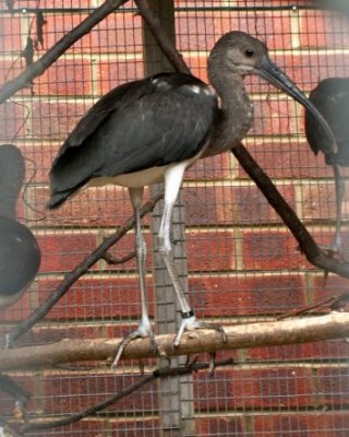 scarlet ibis, 2007